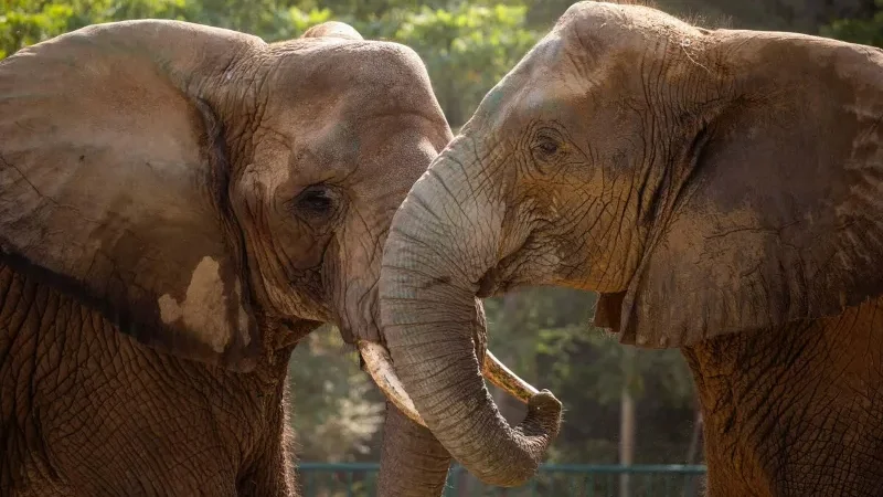 Madhubala, Malika receive specialized care as foreign experts arrive - elephants Madhubala, Malika, Safari Park, veterinary experts