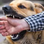 Rabies death toll in Sindh rises to 38 after Tharparkar man dies