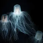 Immortal jellyfish sparks new hope for scientists seeking solutions to human aging problems