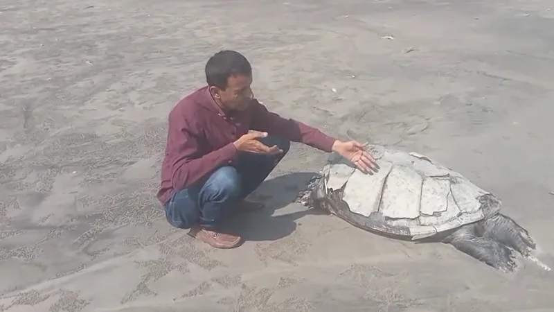 sea turtle