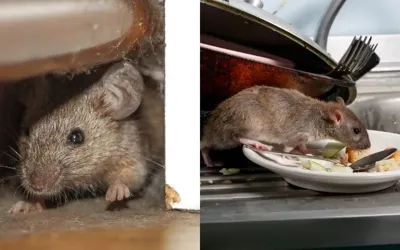 Rats invade homes as simple steps help drive them out