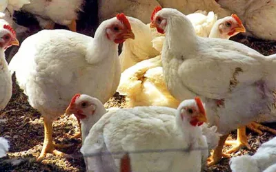 Chicken prices surge in Quetta