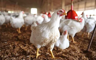Chicken rates in Lahore today - August 2024