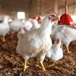 Chicken rates in Lahore today - August 2024
