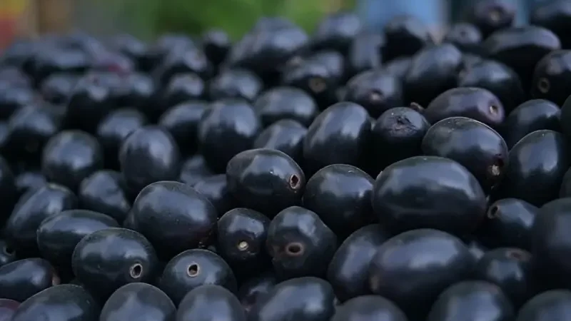 10 health benefits of Jamun (Java Plum)