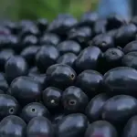 10 health benefits of Jamun (Java Plum)