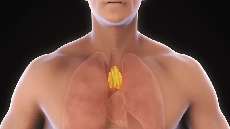 thymus gland