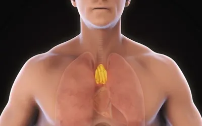 New research challenges role of thymus gland in adulthood