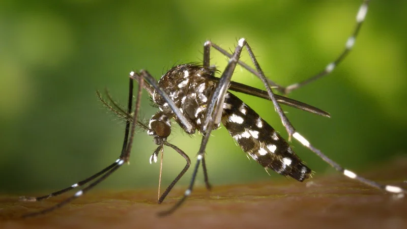 Surge in dengue cases raise concerns