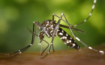 Dengue on rise: Islamabad reports 29 cases till date