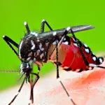 Dengue cases in Rawalpindi hit record hike in 24hours