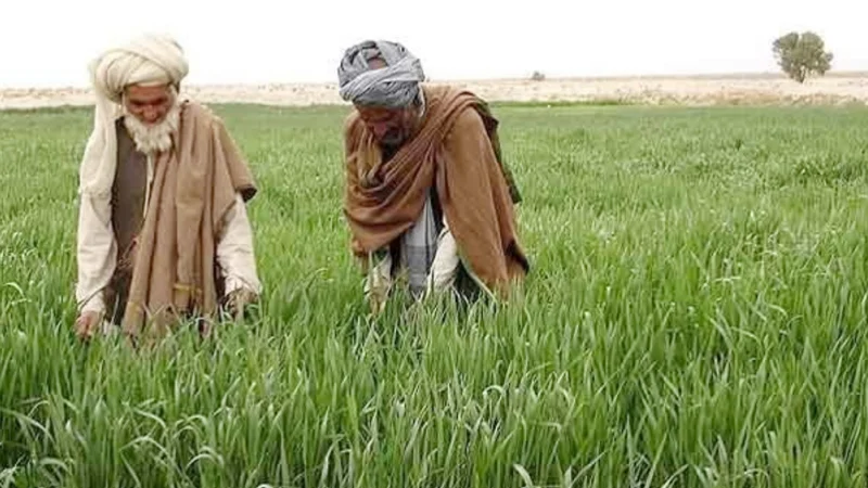 Govt decides to impose tax on agriculture income from July 2025