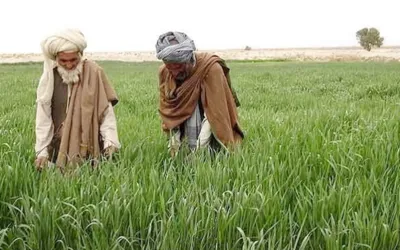 Govt decides to impose tax on agriculture income from July 2025