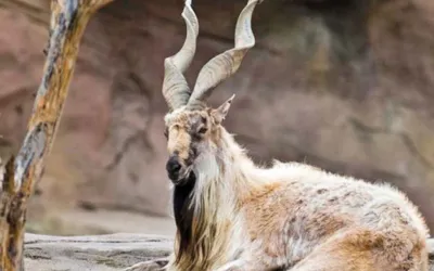 KP sells four Markhor hunting permits in 250m