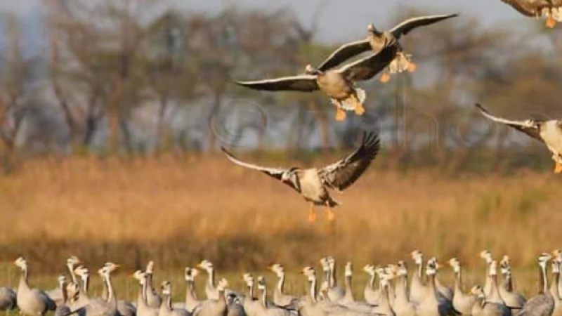 Punjab Govt calls for protection of migratory birds
