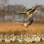 Punjab Govt calls for protection of migratory birds