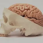 Mouth bacteria may increase risk of serious brain disorders
