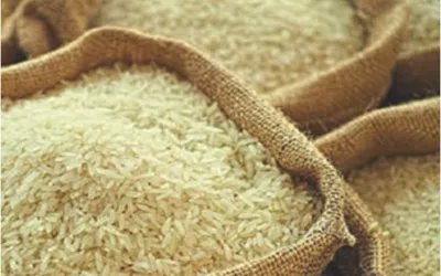 Pakistan's rice exports surge in first quarter