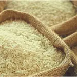 Pakistan's rice exports surge in first quarter
