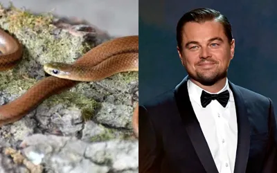 Why scientists named newly discovered snake species after Leonardo DiCaprio?