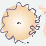 Lipoprotein(a) and long-term heart risks: Study finds