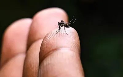 Sindh records 267,000 cases of mosquito-borne illness