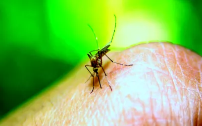 Karachi reports 11 new dengue cases in 24 hours