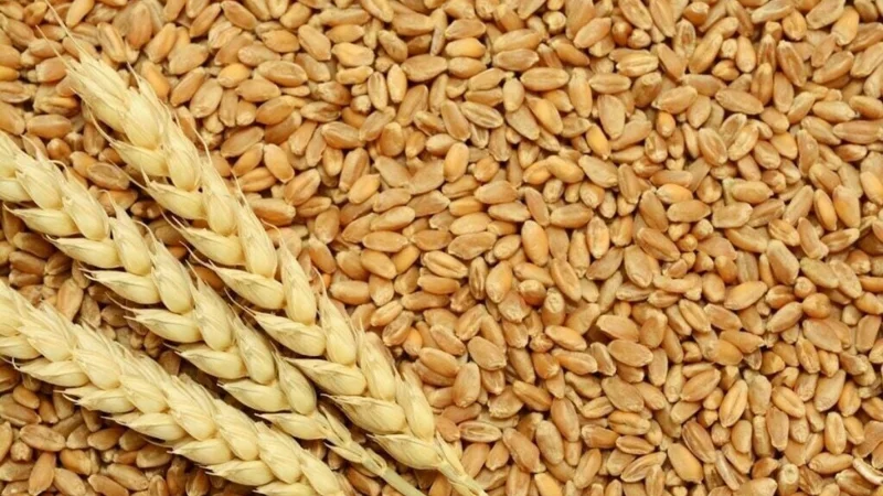 Pakistan’s wheat imports 100% dropped in FY 2024-25