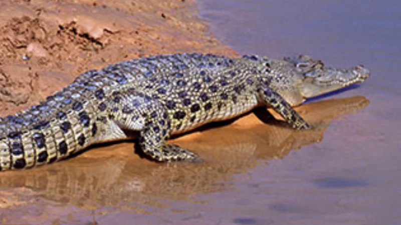 Crocodile takes life of 44-year-old woman working on Palm Oil plantation in Indonesia