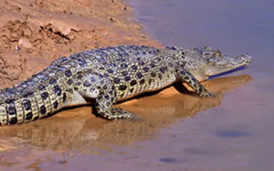 Crocodile takes life of 44-year-old woman working on Palm Oil plantation in Indonesia