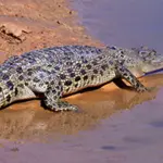 Crocodile takes life of 44-year-old woman working on Palm Oil plantation in Indonesia