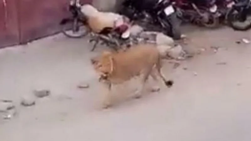 Panic in Lahore: Lion breaks free and roams in streets
