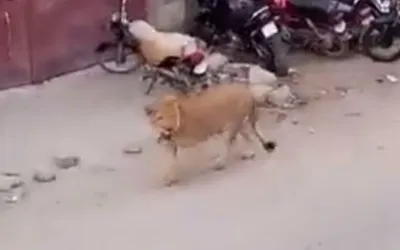 Panic in Lahore: Lion breaks free and roams in streets