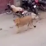 Panic in Lahore: Lion breaks free and roams in streets