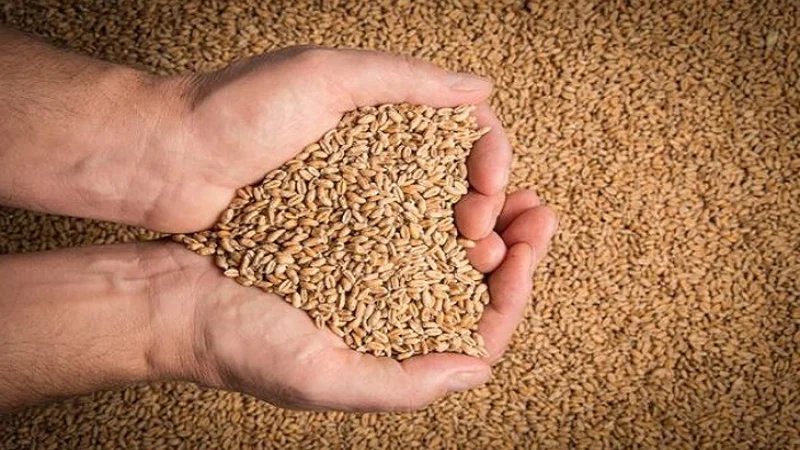Wheat May 2 24