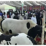 Cow Mandi 2024: KMC dropped fees for Animals before Eid ul Azha