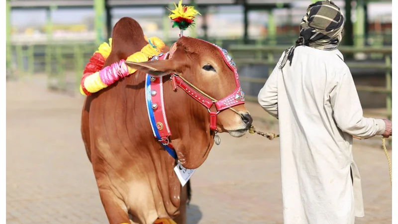 Punjab Introduces Online Cattle Market: Transforming Livestock Trading!