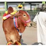Punjab Introduces Online Cattle Market: Transforming Livestock Trading!