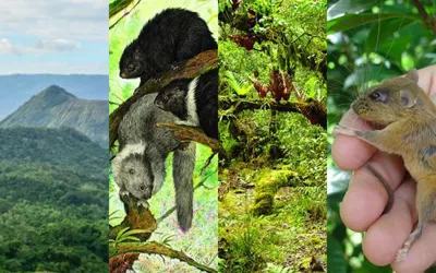 Philippine Island sets record with World's largest concentration of unique mammals