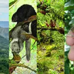 Philippine Island sets record with World's largest concentration of unique mammals
