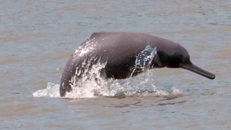 6 arrested over hunting dolphins from Indus River