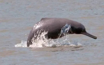 6 arrested over hunting dolphins from Indus River
