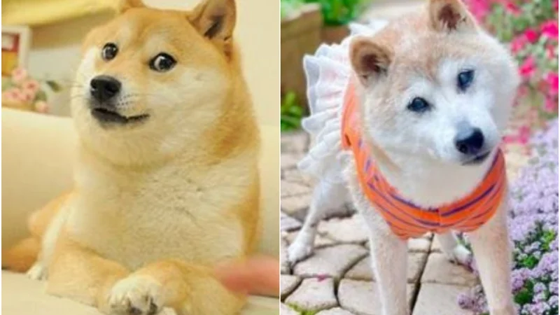 Kabosu