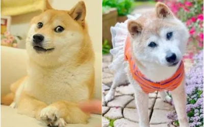 Kabosu, Shiba Inu behind viral Doge Meme is no more