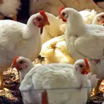 Chicken Prices See a Sudden Massive Drop