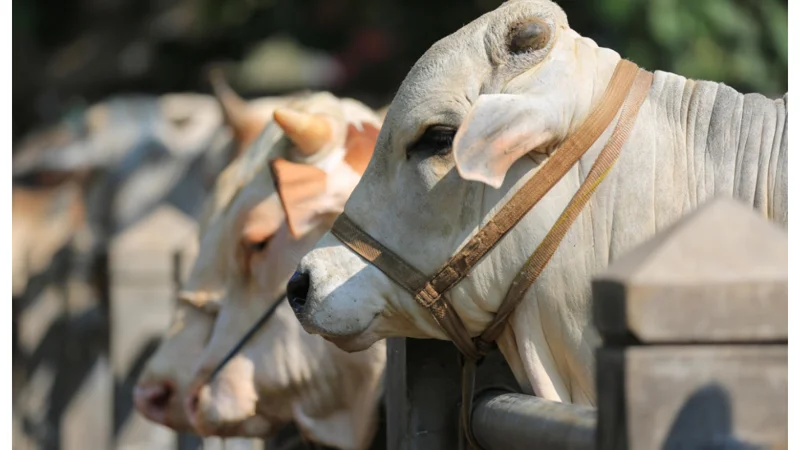 State Bank to Introduce QR Codes for Buying Qurbani Animals!