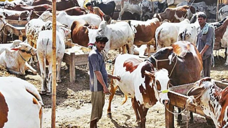 Eid-ul-Adha 2025 cattle market locations announced- Check here