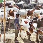 State Bank Announces Good News Regarding Eid-ul-Adha Animal Purchases