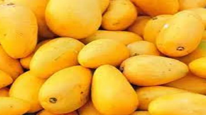 Pakistan Begins Mango Export Season with Initial Shipment to Dubai
