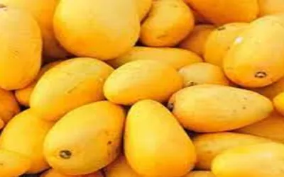 Pakistan Begins Mango Export Season with Initial Shipment to Dubai